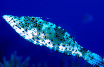 Connect the Dots.  Taken in Roatan w/housed N90s, 60mm le... by Beverly Speed 